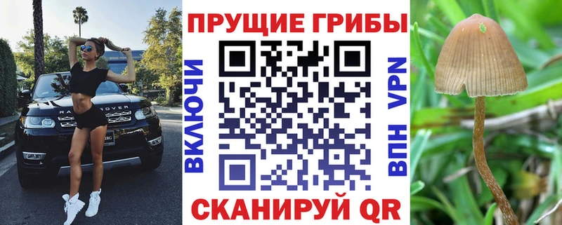 дарк нет формула  Красный Кут  Псилоцибиновые грибы Psilocybe  ссылка на мегу ТОР 